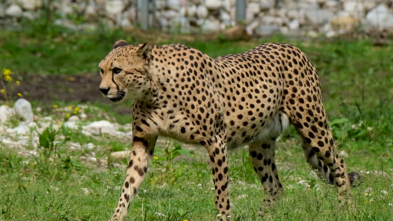 The cheetah (Acinonyx jubatus)