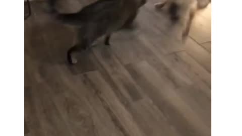 Funny dog & cat fighting like wwe 😝😆