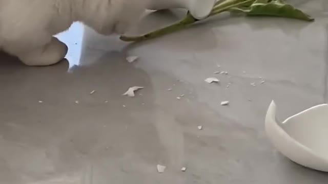 The cat just bought the vase