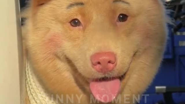 Funny Animals Top 15 Viral Videos, Part 29, Funny Dogs, Funny Cats, Funny Pets, Funny Moment