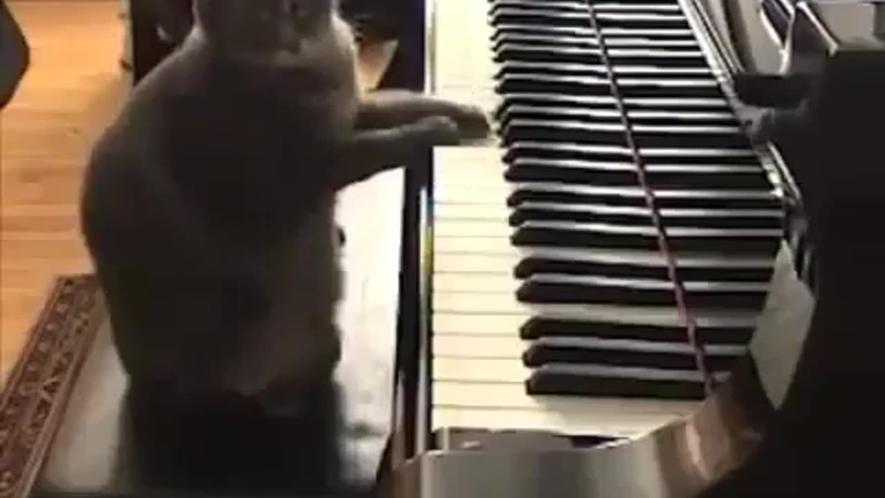 "How Purrfectly Talented: Cat's Piano Performance!"