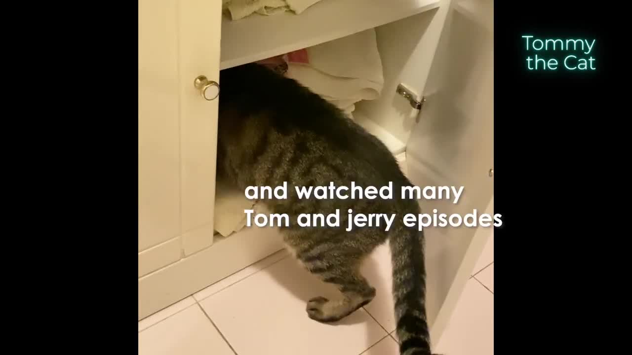 Cat looks inside box, but he instantly regrets it๐