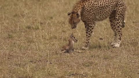 [!!Shaky Video!!] Cheetah playing with baby gazelle before eating it-17