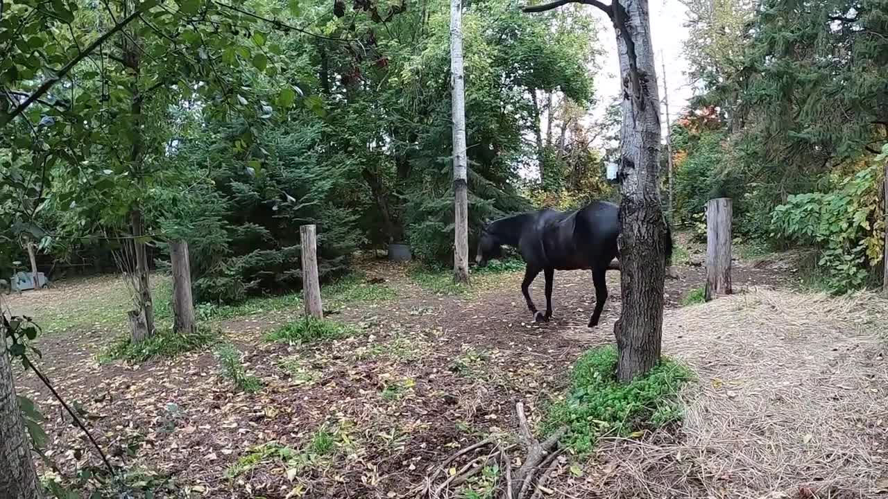 smell the poo