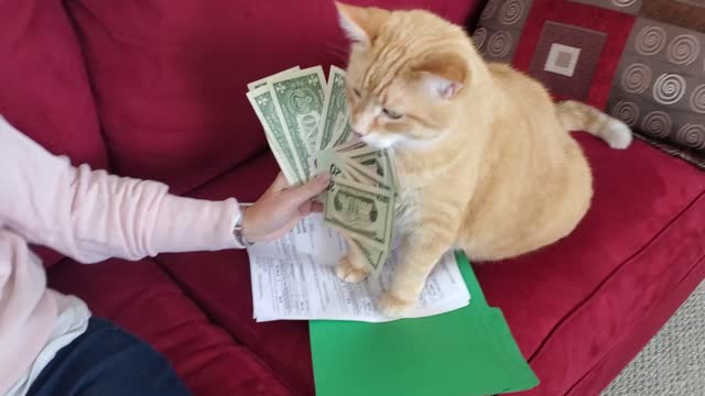 Coolest cat ever loves to count his fat stacks