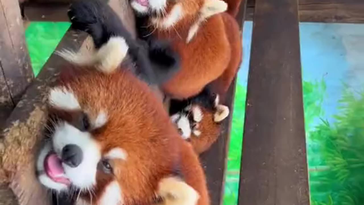 Red Pandas Hanging Around