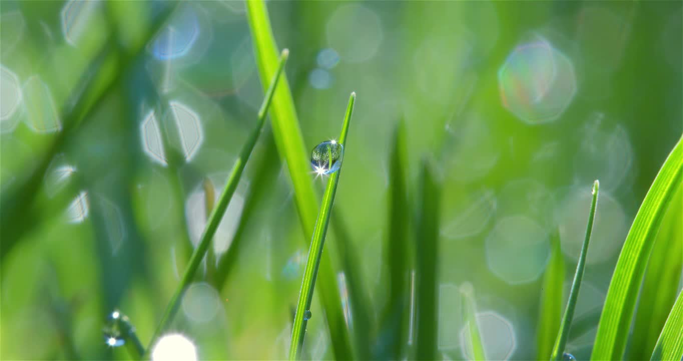 Dew Drop Macro Shot 02