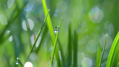 Dew Drop Macro Shot 02