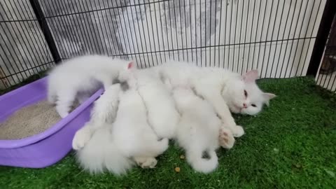 Homeless kittens crying out loud for Mother cat