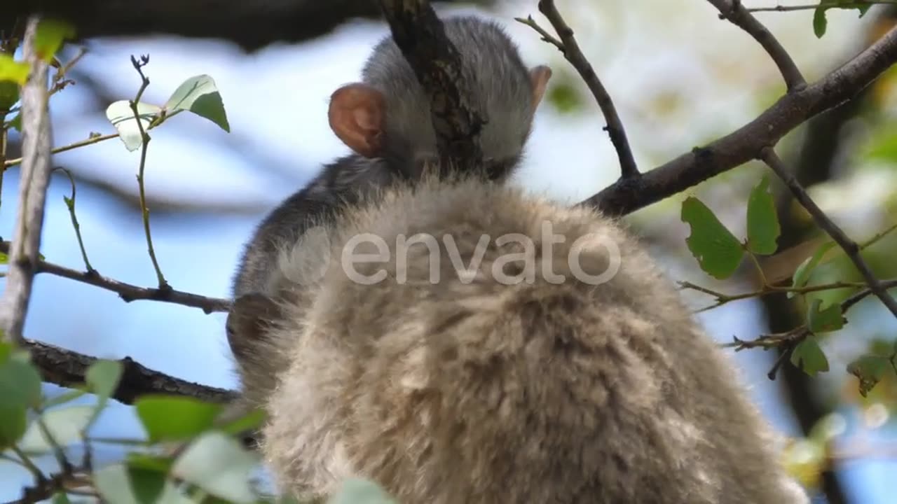 Cute baby Verueet Monkey Grabs A Leaf