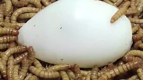 worm eats eggs so faaaaast ?!!!!