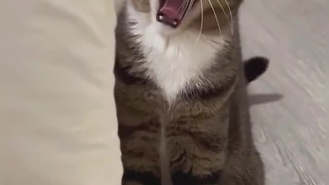 Please sing the song with me#cat#pet#catsoftiktok #cute#song#fyp