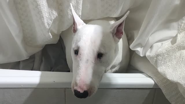 Dog Finding Toy in Bathtub Gets Covered by Shower Curtain