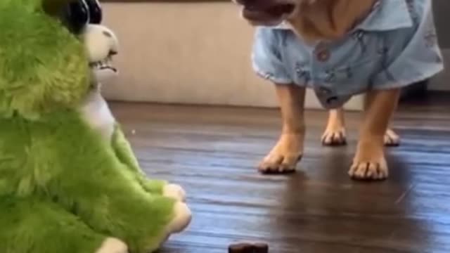 😤Don't come closer! Dog hilarious funny moments😂😂