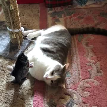 More Fun with Fishy!