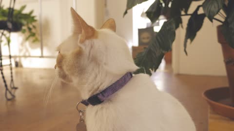 A white cat sits in front of a white wall~😊