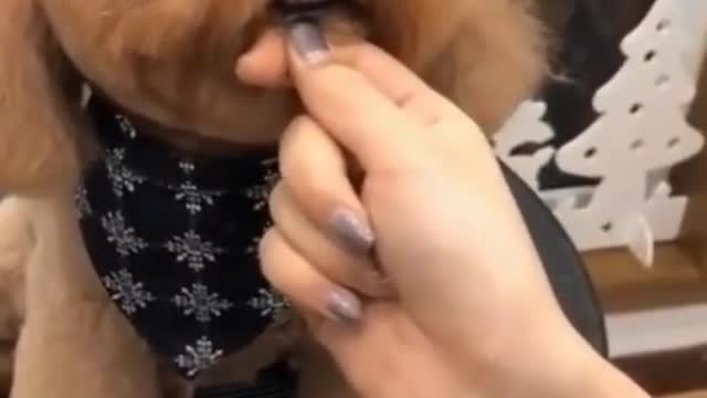 Ultimate Baby Dogs - Cute and Funny Dog Videos Compilation