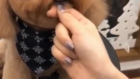 Ultimate Baby Dogs - Cute and Funny Dog Videos Compilation