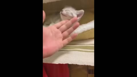 Cat acting to dead