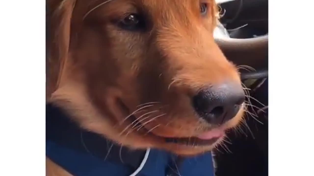 Dog funny video (part10)