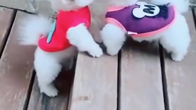 Lovely Small cute dogs funny video