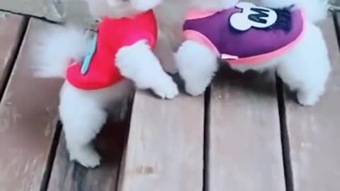 Lovely Small cute dogs funny video