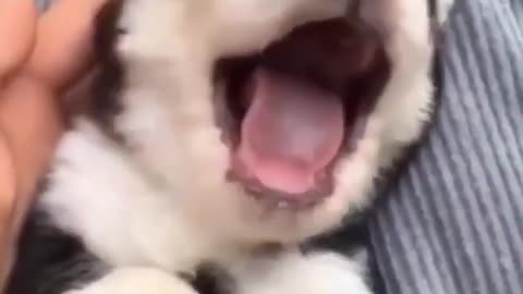 Videos of Funny Pets. Compilation of Funny Pets 2022.