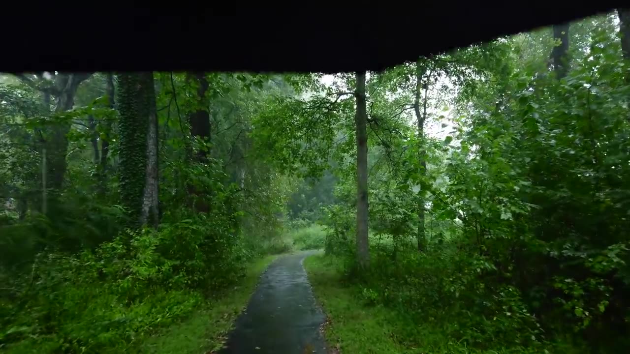 Relaxing Walk in the Rain Umbrella and Nature Sounds for Sleep and Relaxation