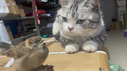 The love story of the cat and the bird