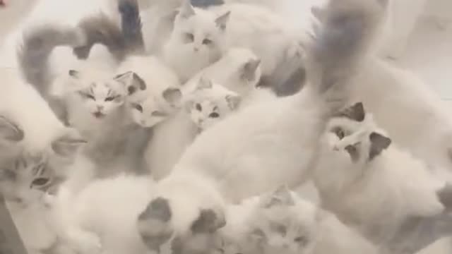 The cutest cat army🥰❣️😍