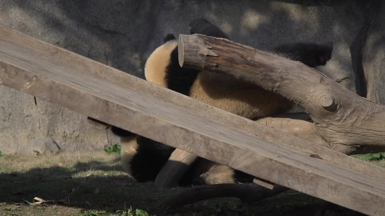 The giant panda