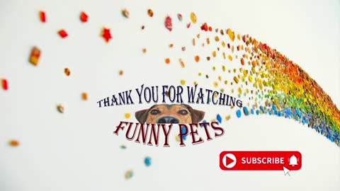 funny animals video