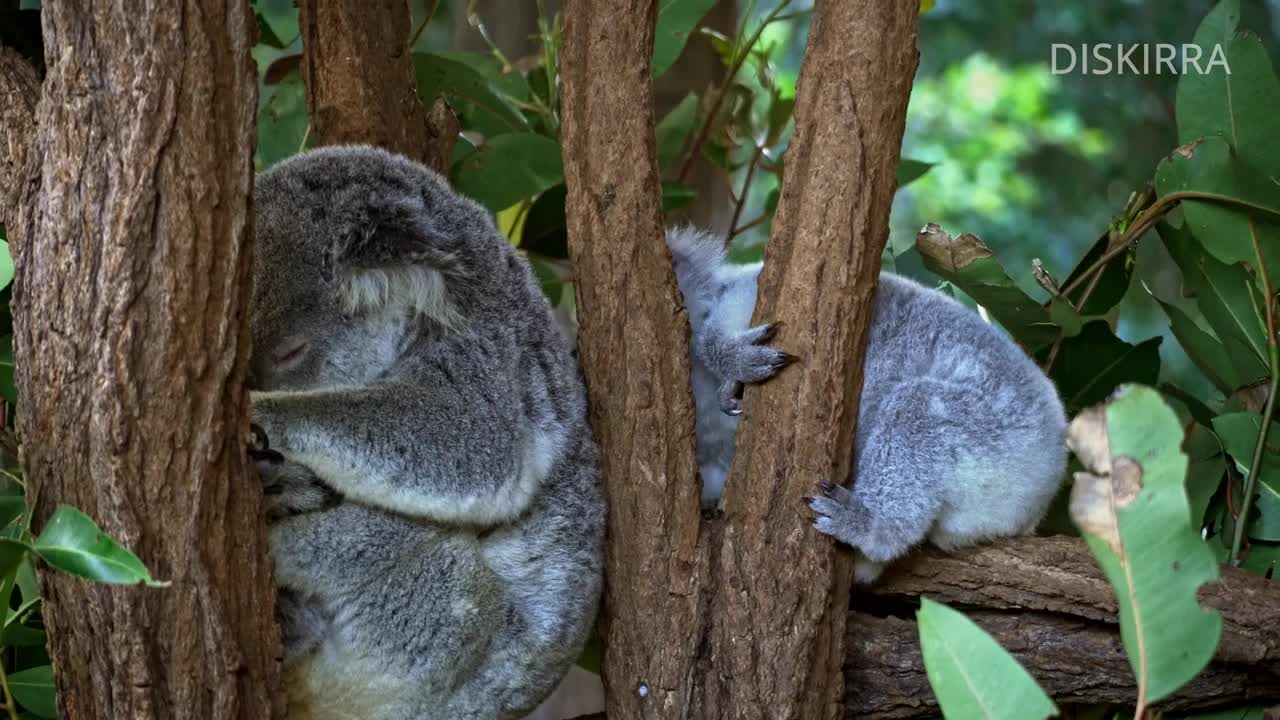 Cute Baby Koala Becoming Independent