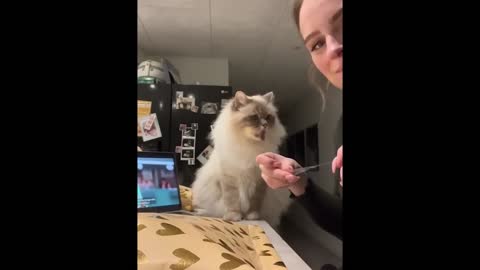 FUNNY CAT MEMES COMPILATION V02