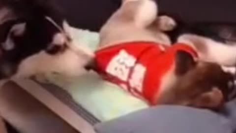 Dog and Cat fun lovely video