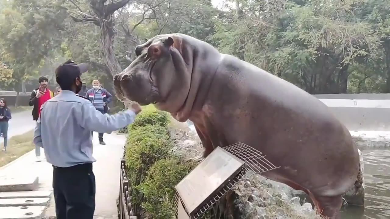 Security guard prevents hippo from escaping into public area at zoo