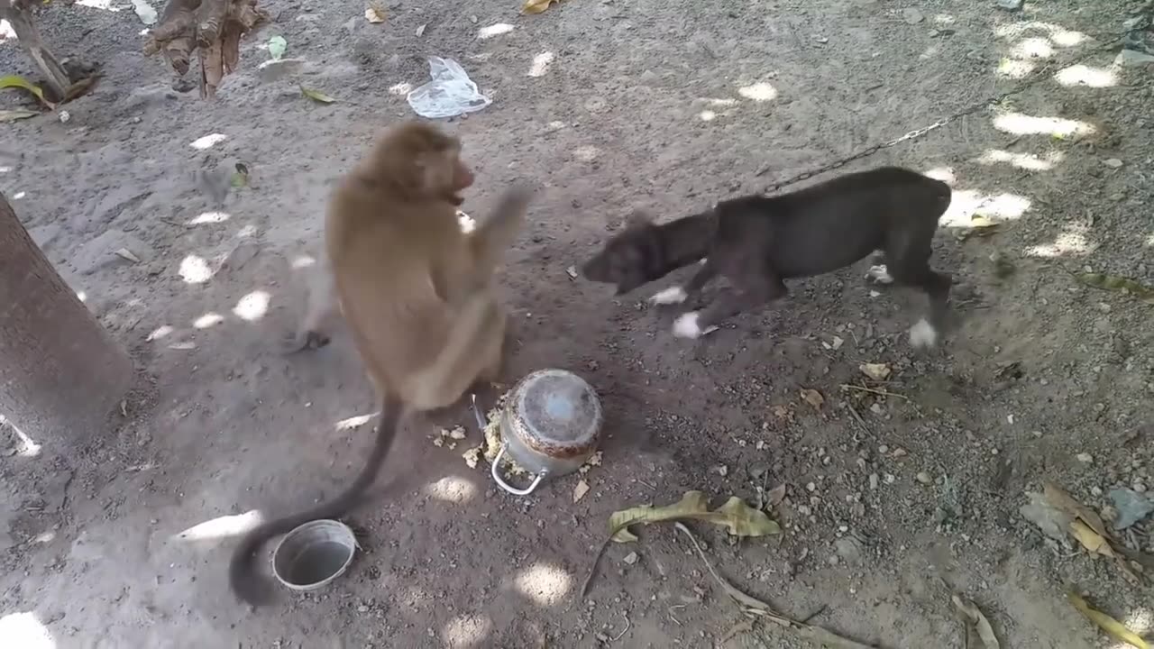 Monkey VS Dog Fighting