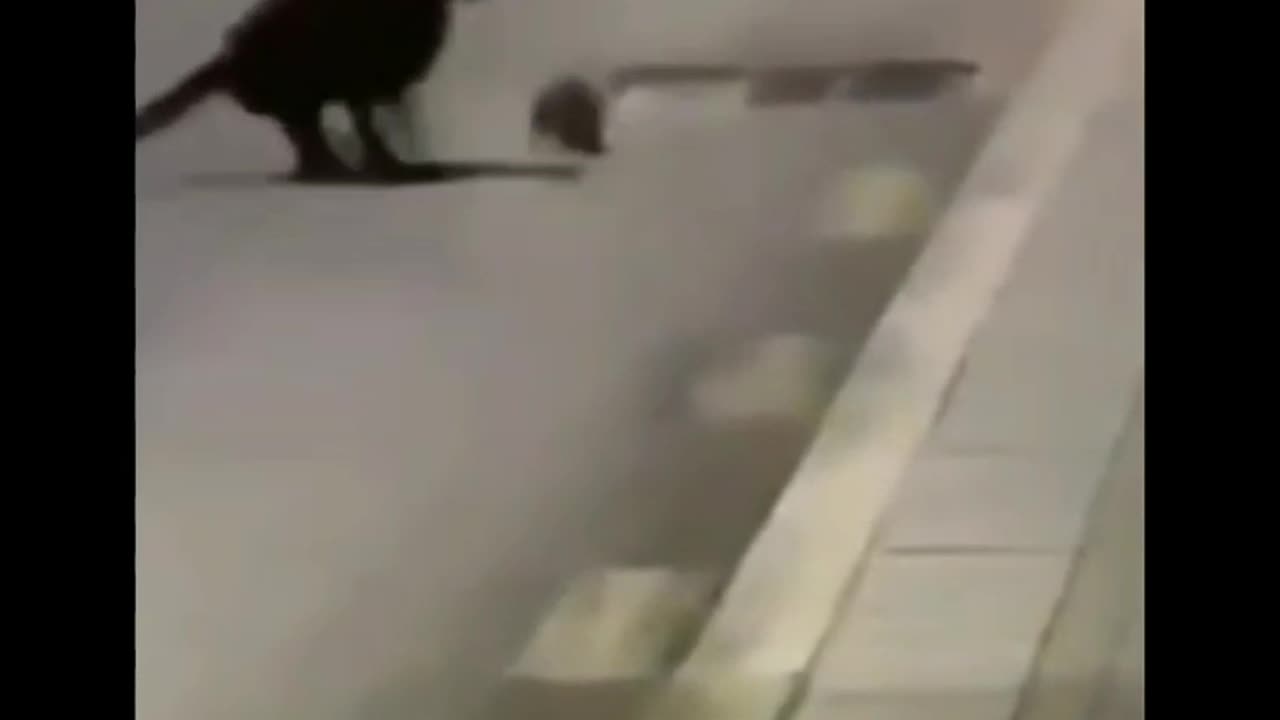 Ninja mouse