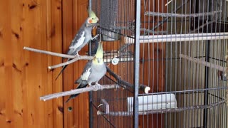 Beautiful playing birds