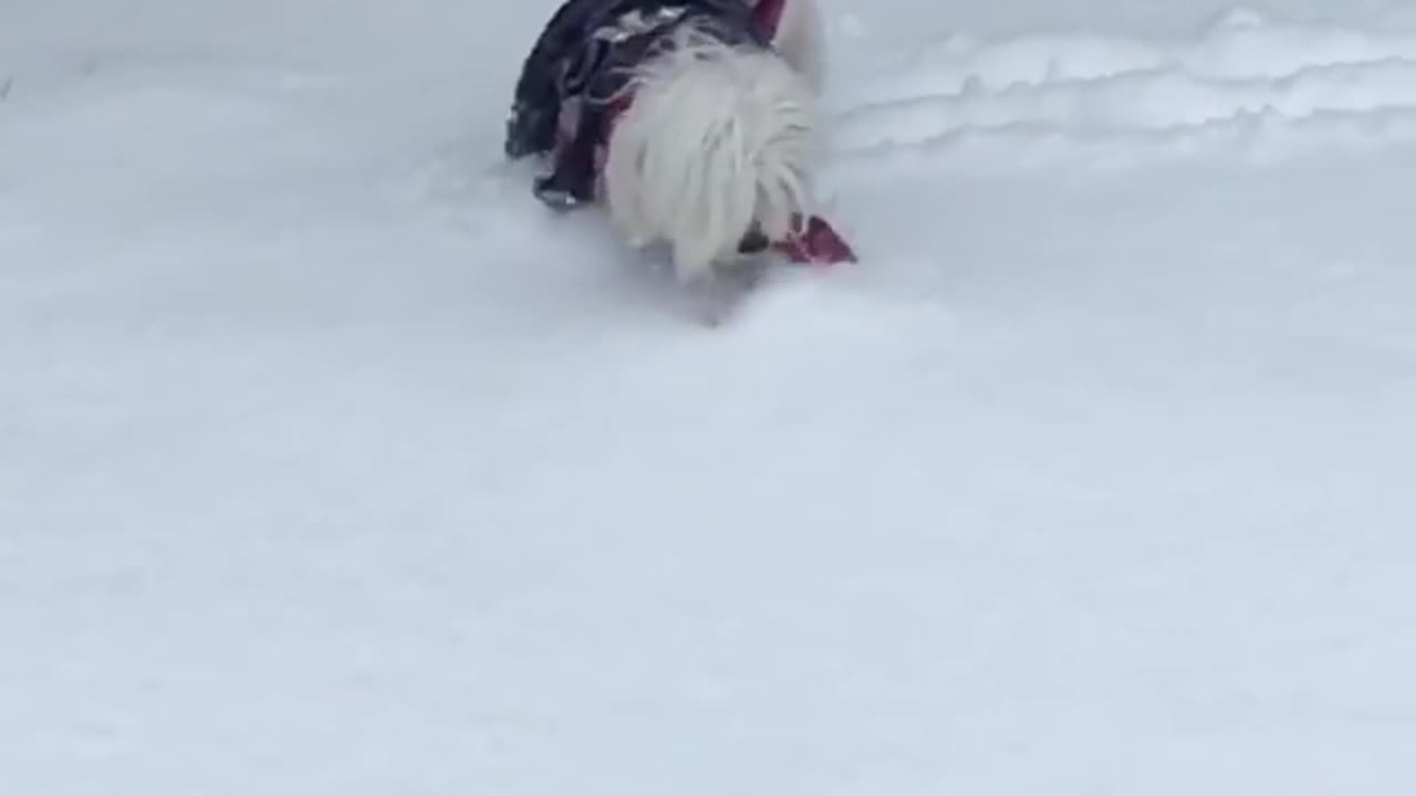 snow dog