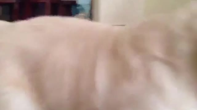 Funny Video Dog Random shit