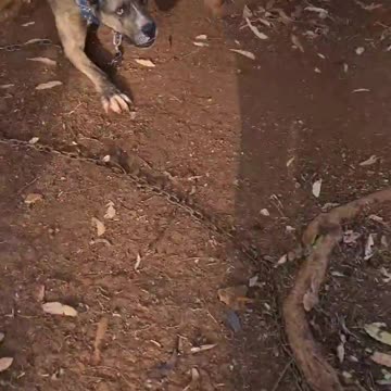 Busy dog 👇 See the Description for a Surprise!