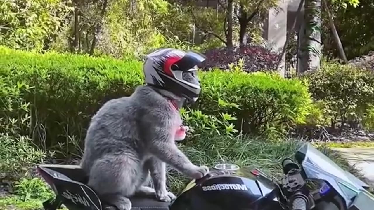 The cat drawing a bike.