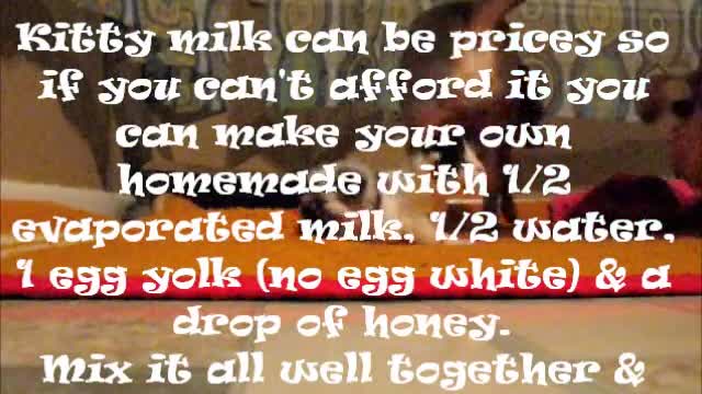 Orphaned Newborn Kitten_How To DIY Bottle Feed _ C