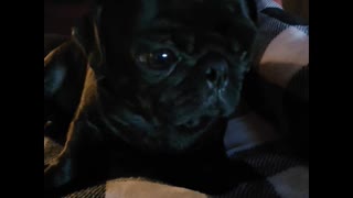 Pug Hiccups