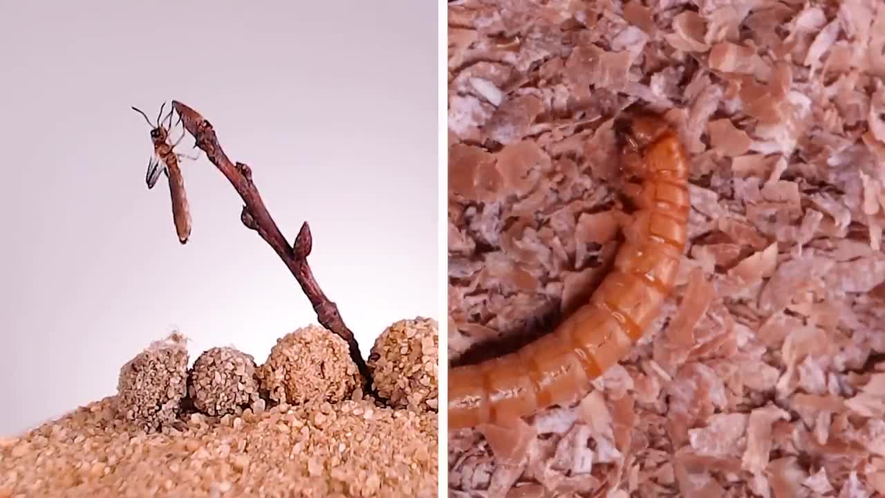 Timelapses of Cockroach Egg Cases Hatching!