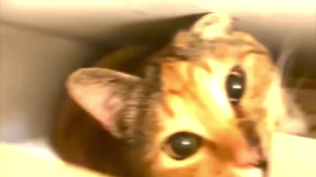 Cat funny video part-81