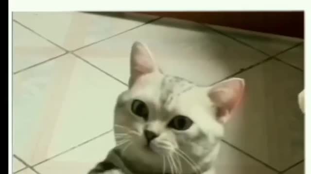 Funny cat funny animals cute cat