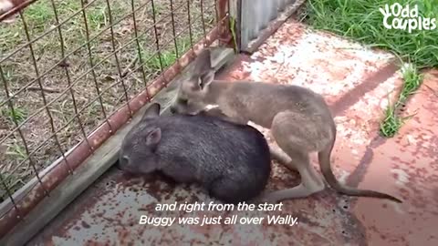 Wombat And Kangaroo Are Obsessed With Each Other _ The Dodo Odd Couples