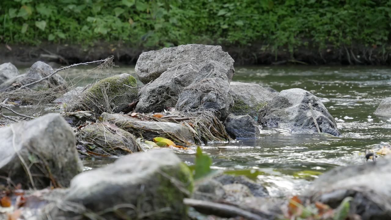 Creek in the Forest.